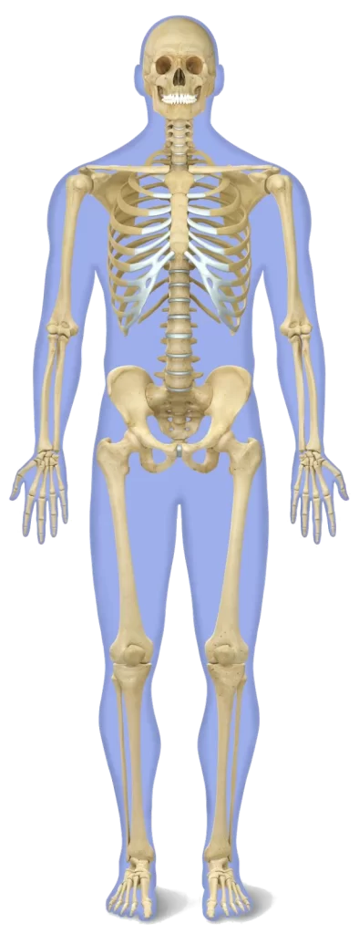 Bones In Human Body