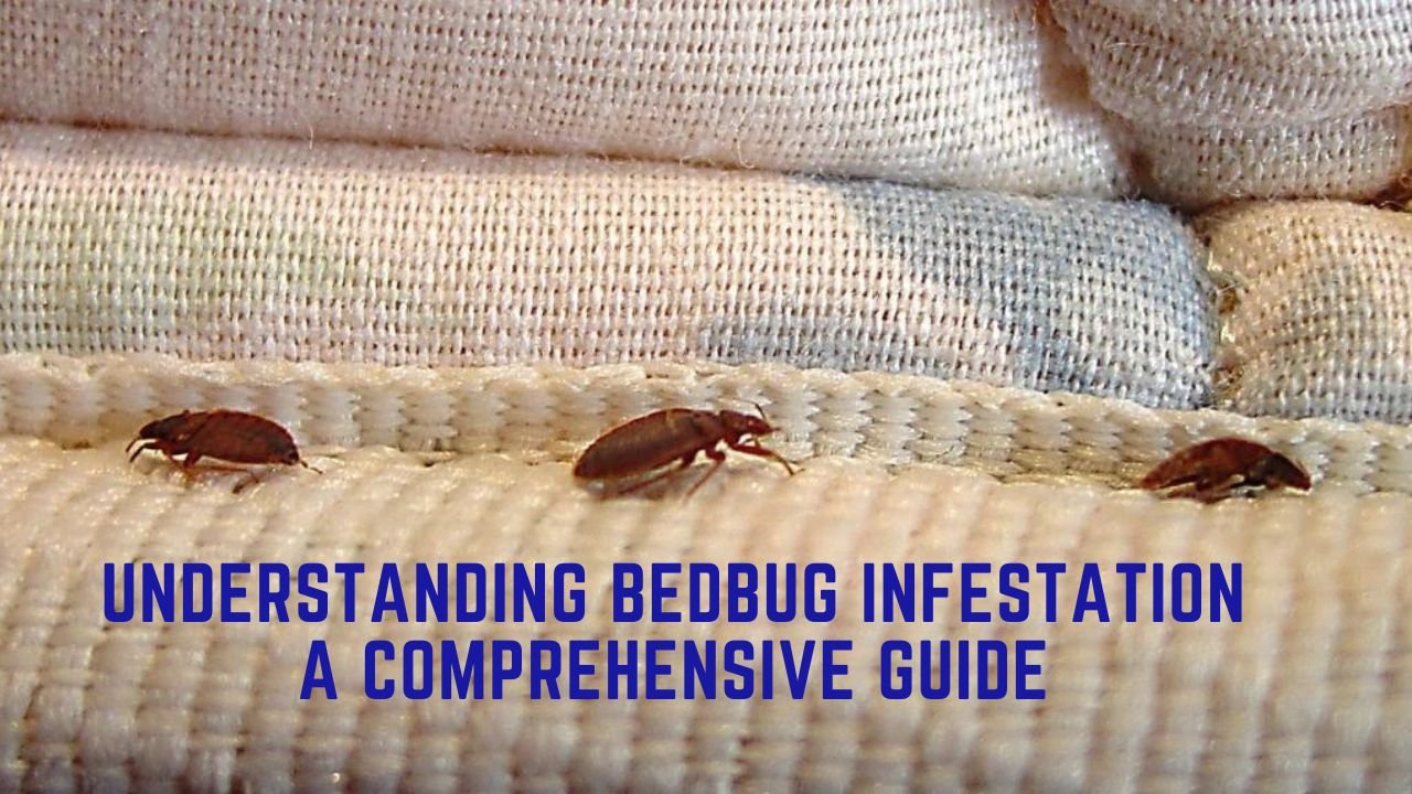 Bedbug Infestation